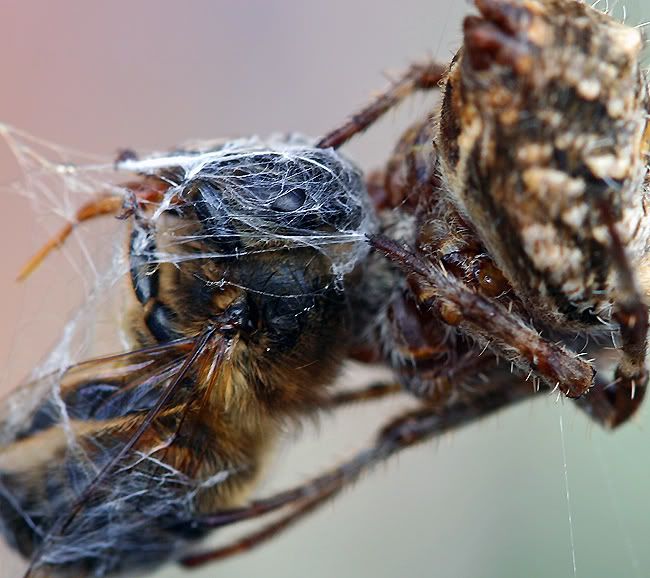 IMAGE: http://i55.photobucket.com/albums/g151/dearis_photos/IMG_0020editfortheweb.jpg