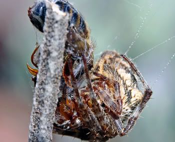 IMAGE: http://i55.photobucket.com/albums/g151/dearis_photos/IMG_0023editfortheweb.jpg