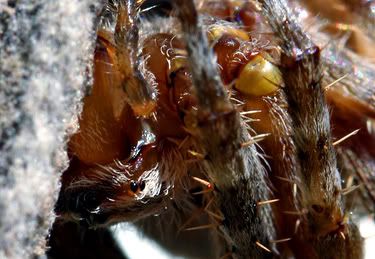 IMAGE: http://i55.photobucket.com/albums/g151/dearis_photos/IMG_0024editfortheweb.jpg