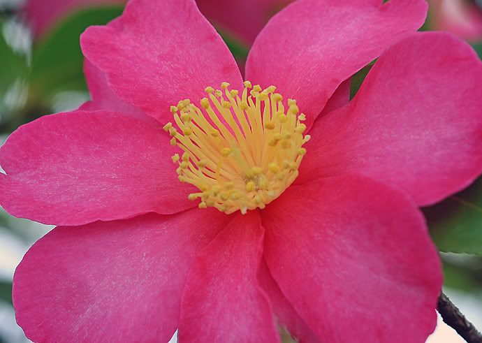 IMAGE: http://i55.photobucket.com/albums/g151/dearis_photos/IMG_0039editfortheweb.jpg