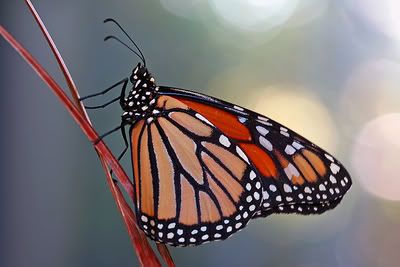 IMAGE: http://i55.photobucket.com/albums/g151/dearis_photos/IMG_0053fortheweb.jpg