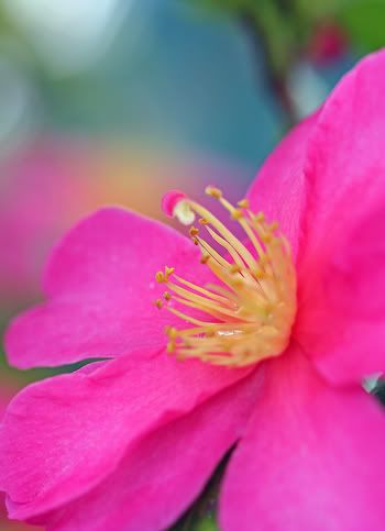 IMAGE: http://i55.photobucket.com/albums/g151/dearis_photos/IMG_0054fortheweb.jpg