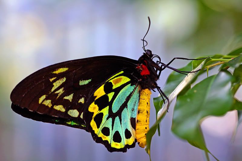 IMAGE: http://i55.photobucket.com/albums/g151/dearis_photos/IMG_0057fortheweb.jpg