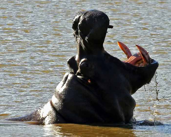 IMAGE: http://i55.photobucket.com/albums/g151/dearis_photos/IMG_0066editfortheweb.jpg