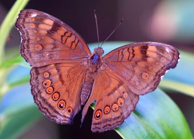 IMAGE: http://i55.photobucket.com/albums/g151/dearis_photos/IMG_0073fortheweb.jpg