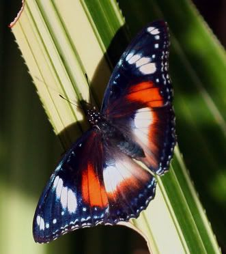 IMAGE: http://i55.photobucket.com/albums/g151/dearis_photos/IMG_0076fortheweb.jpg