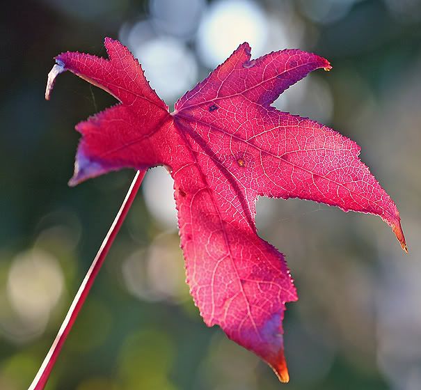 IMAGE: http://i55.photobucket.com/albums/g151/dearis_photos/IMG_1011editforweb.jpg