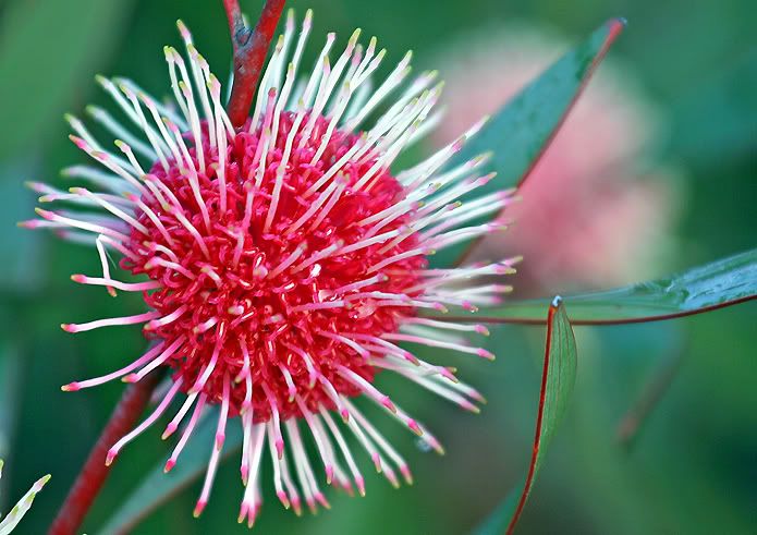 IMAGE: http://i55.photobucket.com/albums/g151/dearis_photos/IMG_1044editforthenet.jpg