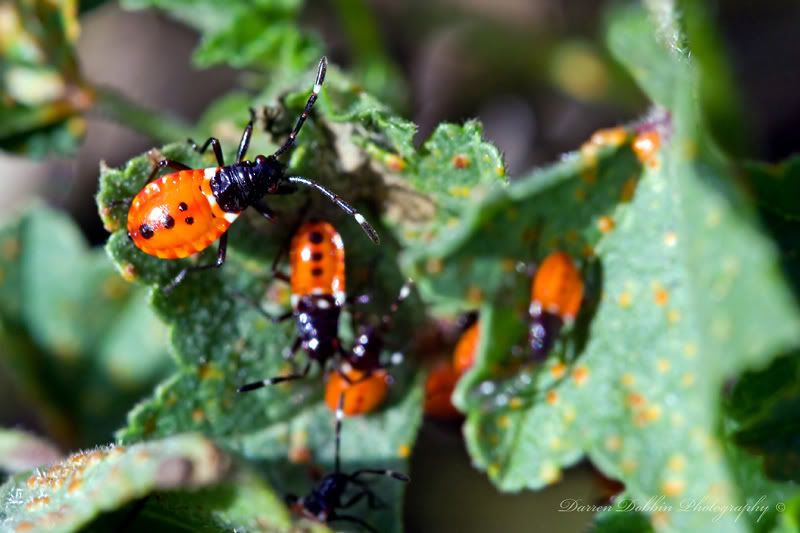 IMAGE: http://i55.photobucket.com/albums/g151/dearis_photos/IMG_1412.jpg