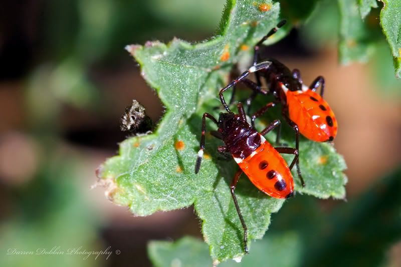 IMAGE: http://i55.photobucket.com/albums/g151/dearis_photos/IMG_1423.jpg