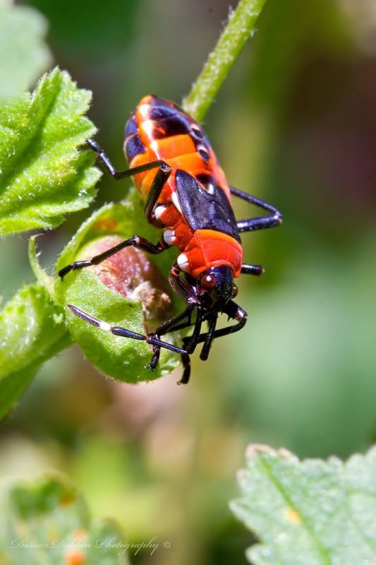 IMAGE: http://i55.photobucket.com/albums/g151/dearis_photos/IMG_1445.jpg