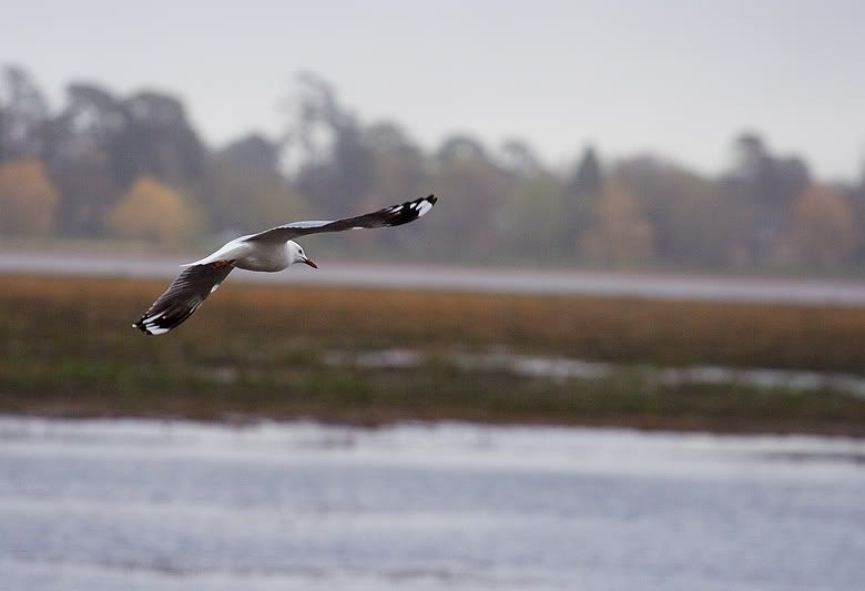 IMAGE: http://i55.photobucket.com/albums/g151/dearis_photos/IMG_1977.jpg