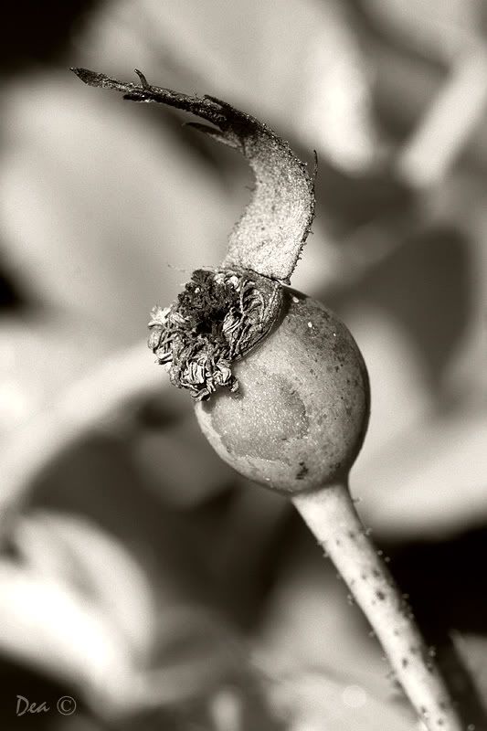 IMAGE: http://i55.photobucket.com/albums/g151/dearis_photos/IMG_1980-1.jpg