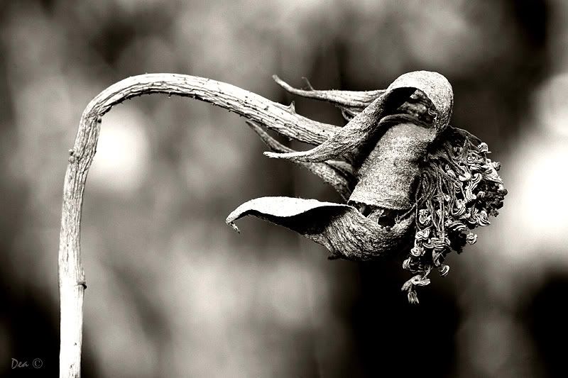 IMAGE: http://i55.photobucket.com/albums/g151/dearis_photos/IMG_1985.jpg