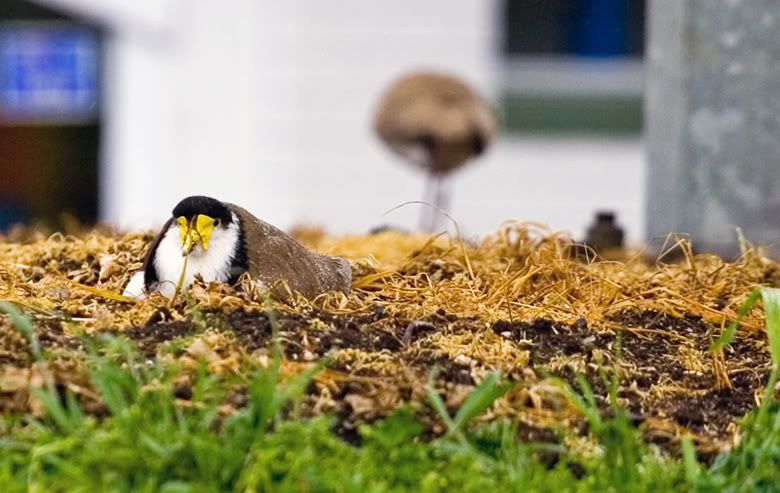 IMAGE: http://i55.photobucket.com/albums/g151/dearis_photos/IMG_2021.jpg