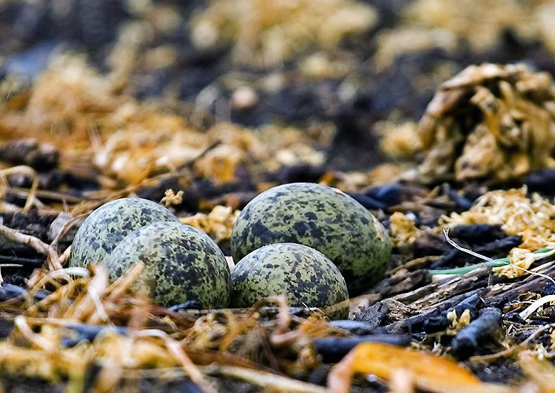 IMAGE: http://i55.photobucket.com/albums/g151/dearis_photos/IMG_2024.jpg