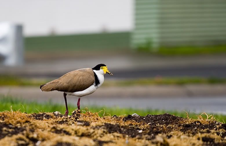 IMAGE: http://i55.photobucket.com/albums/g151/dearis_photos/IMG_2029.jpg