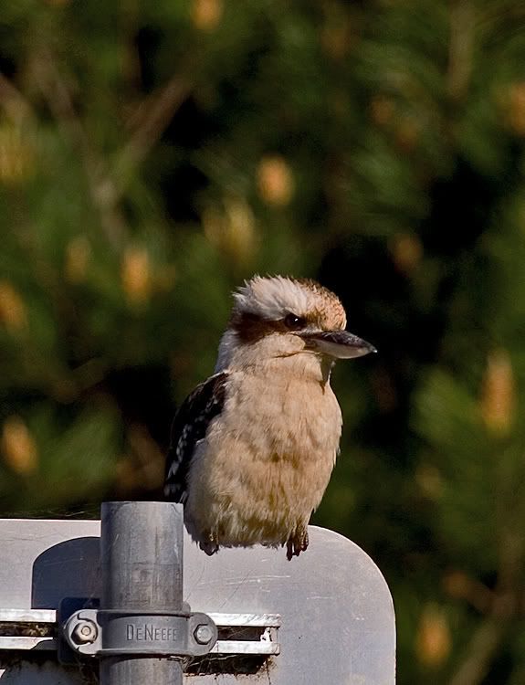 IMAGE: http://i55.photobucket.com/albums/g151/dearis_photos/IMG_2156.jpg