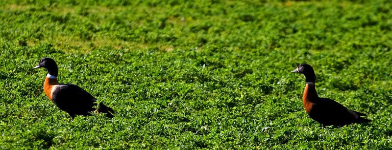 IMAGE: http://i55.photobucket.com/albums/g151/dearis_photos/IMG_2159.jpg