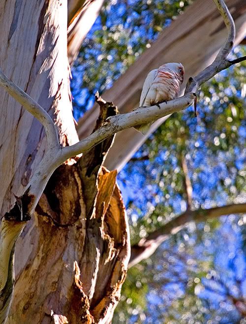 IMAGE: http://i55.photobucket.com/albums/g151/dearis_photos/IMG_2184.jpg