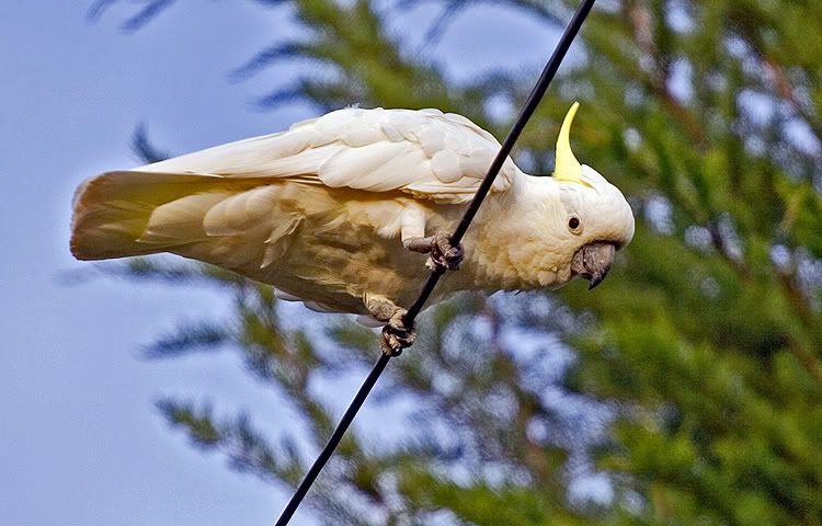 IMAGE: http://i55.photobucket.com/albums/g151/dearis_photos/IMG_2232resize.jpg