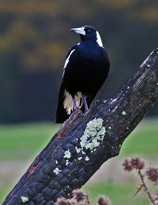 IMAGE: http://i55.photobucket.com/albums/g151/dearis_photos/IMG_2391.jpg