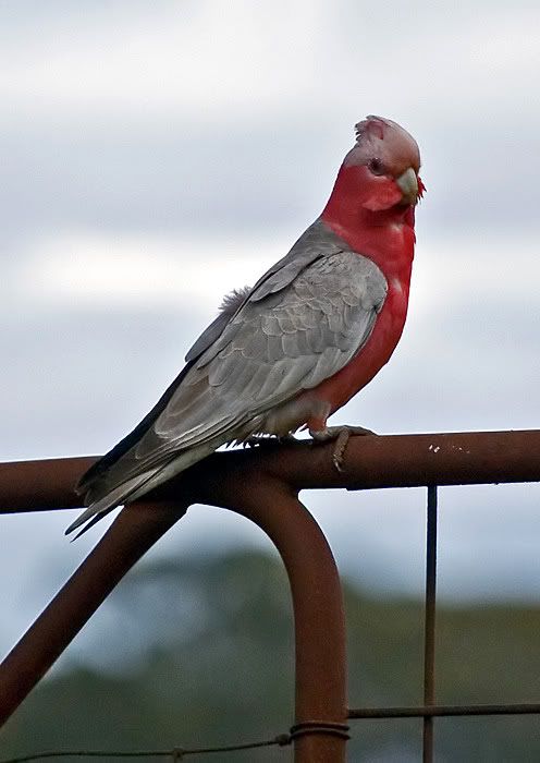 IMAGE: http://i55.photobucket.com/albums/g151/dearis_photos/IMG_2402.jpg