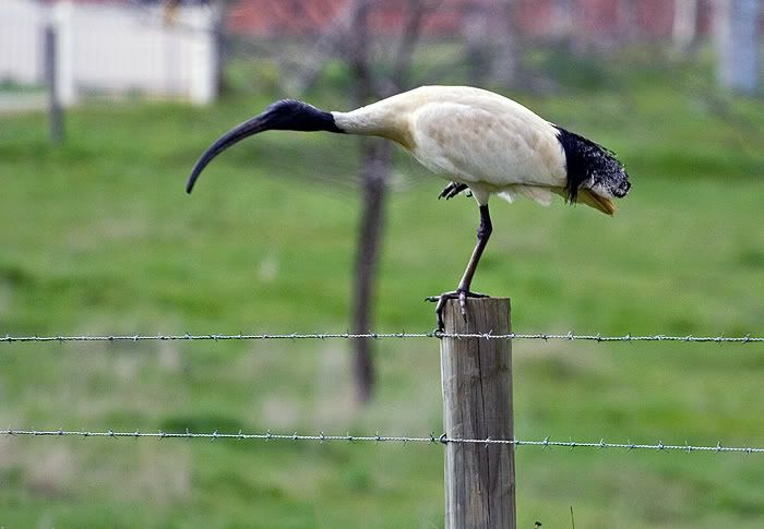 IMAGE: http://i55.photobucket.com/albums/g151/dearis_photos/IMG_2438.jpg