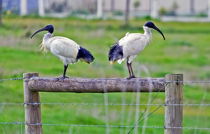 IMAGE: http://i55.photobucket.com/albums/g151/dearis_photos/IMG_2439.jpg