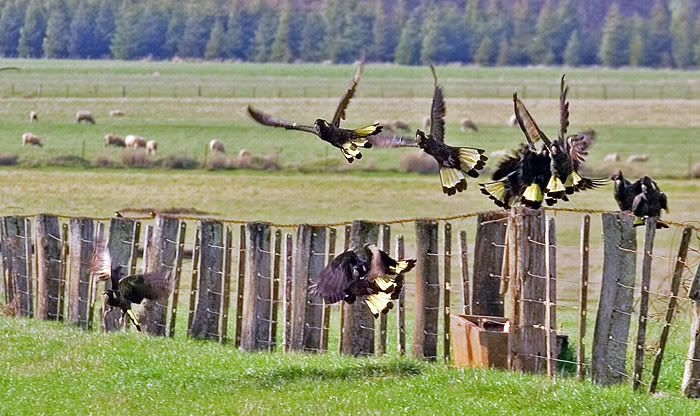 IMAGE: http://i55.photobucket.com/albums/g151/dearis_photos/IMG_3231.jpg