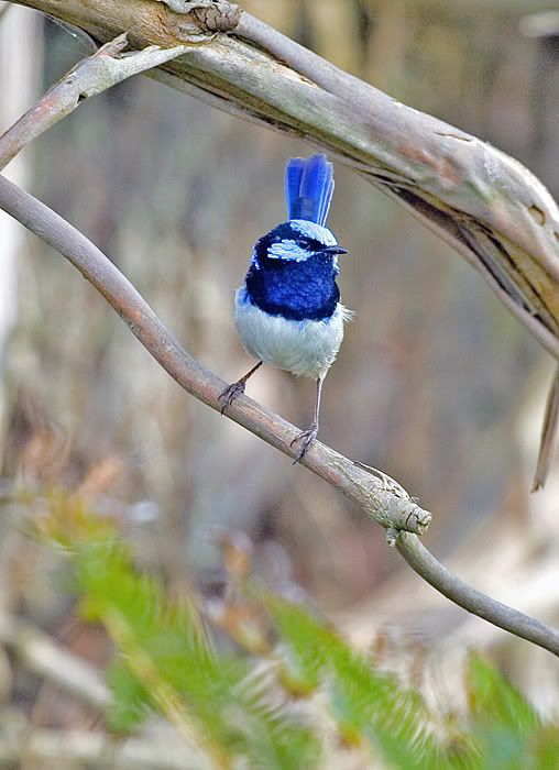 IMAGE: http://i55.photobucket.com/albums/g151/dearis_photos/IMG_3243a.jpg