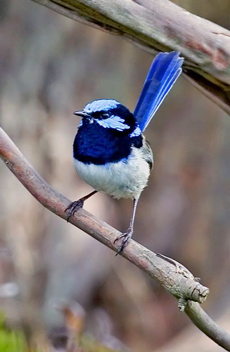 IMAGE: http://i55.photobucket.com/albums/g151/dearis_photos/IMG_3245.jpg