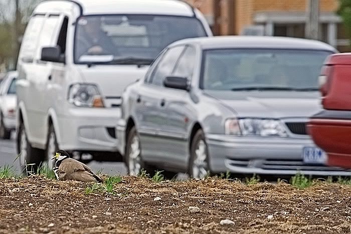 IMAGE: http://i55.photobucket.com/albums/g151/dearis_photos/IMG_3422.jpg