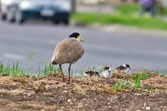 IMAGE: http://i55.photobucket.com/albums/g151/dearis_photos/IMG_3445.jpg