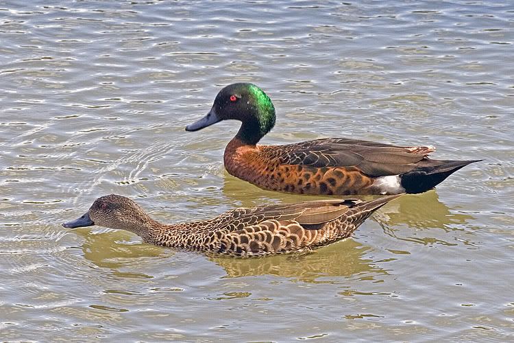 IMAGE: http://i55.photobucket.com/albums/g151/dearis_photos/IMG_3676.jpg