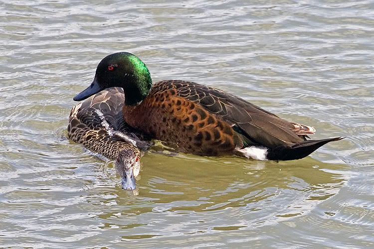 IMAGE: http://i55.photobucket.com/albums/g151/dearis_photos/IMG_3682.jpg