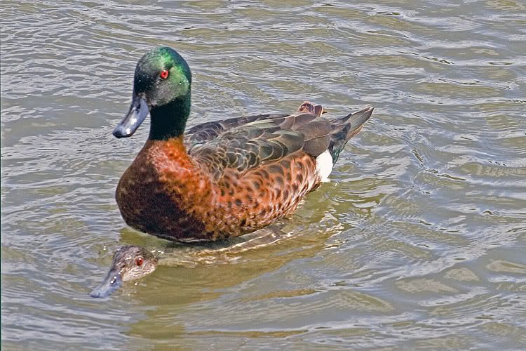 IMAGE: http://i55.photobucket.com/albums/g151/dearis_photos/IMG_3684.jpg