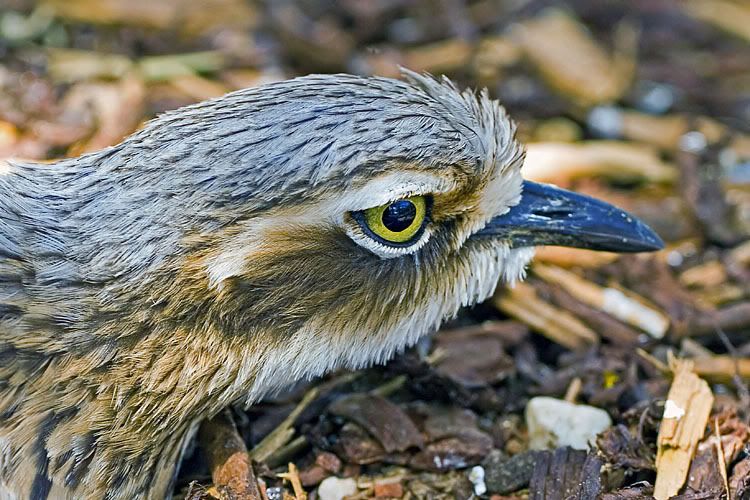 IMAGE: http://i55.photobucket.com/albums/g151/dearis_photos/IMG_3764_stonecurlew3.jpg