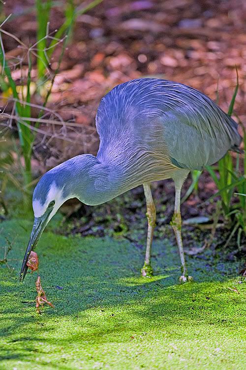 IMAGE: http://i55.photobucket.com/albums/g151/dearis_photos/IMG_3806_whitefacedheron2.jpg