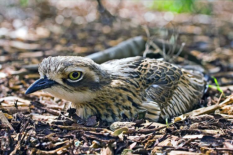 IMAGE: http://i55.photobucket.com/albums/g151/dearis_photos/IMG_3882_stonecurlew2.jpg