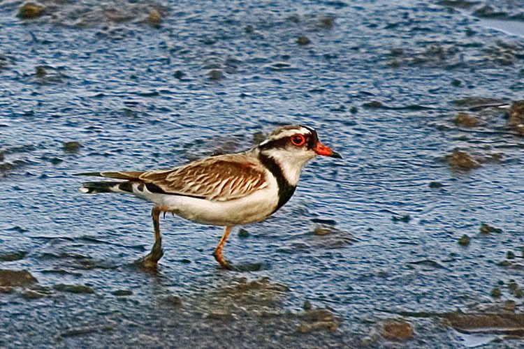 IMAGE: http://i55.photobucket.com/albums/g151/dearis_photos/IMG_4084.jpg