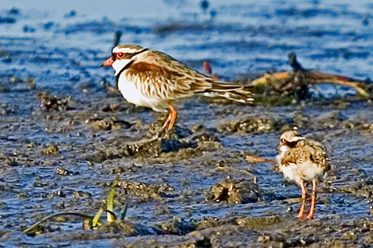 IMAGE: http://i55.photobucket.com/albums/g151/dearis_photos/IMG_4163.jpg