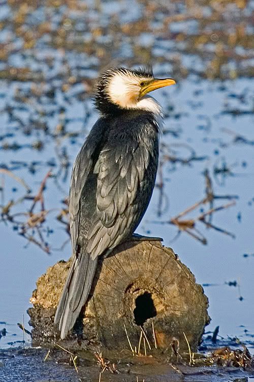 IMAGE: http://i55.photobucket.com/albums/g151/dearis_photos/IMG_4298.jpg