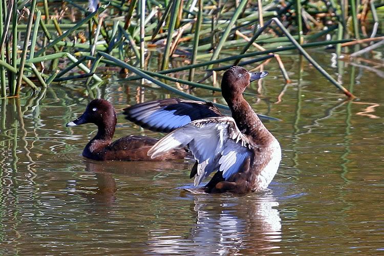 IMAGE: http://i55.photobucket.com/albums/g151/dearis_photos/IMG_6479.jpg