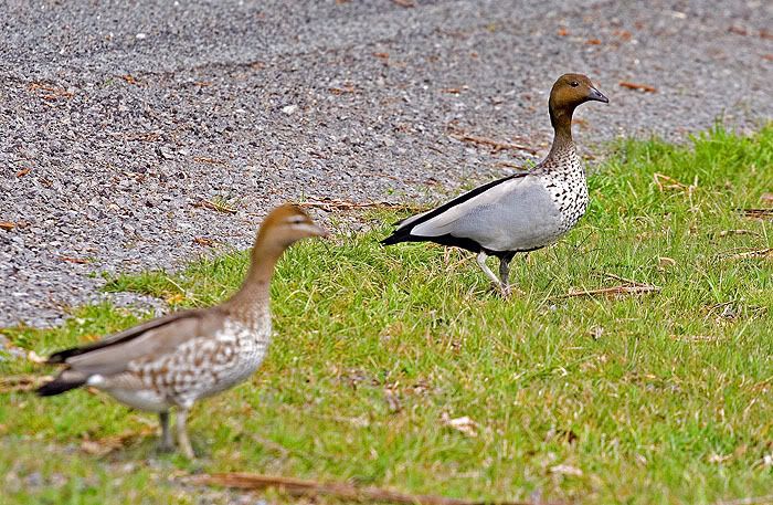 IMAGE: http://i55.photobucket.com/albums/g151/dearis_photos/MannedGoose.jpg