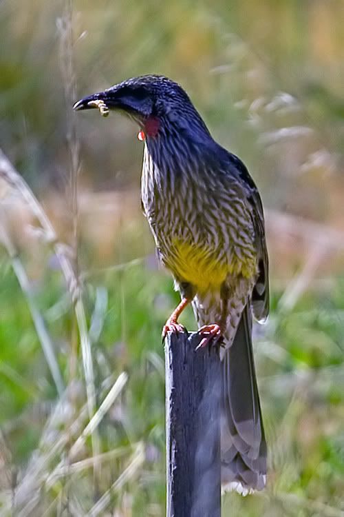 IMAGE: http://i55.photobucket.com/albums/g151/dearis_photos/RedWattlebird.jpg