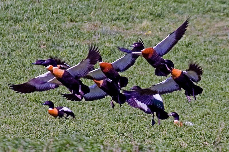 IMAGE: http://i55.photobucket.com/albums/g151/dearis_photos/australianshelducks2.jpg