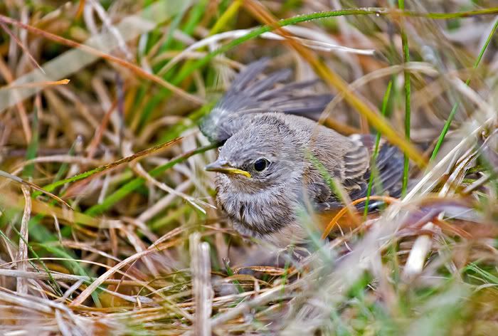 IMAGE: http://i55.photobucket.com/albums/g151/dearis_photos/babywhitefrontedchat.jpg