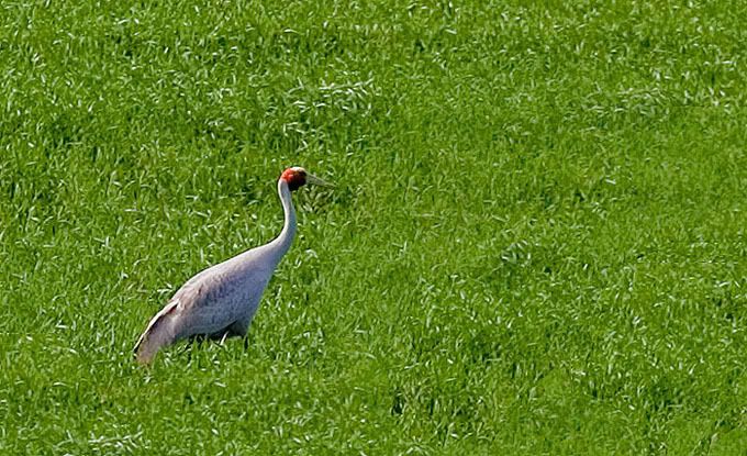 IMAGE: http://i55.photobucket.com/albums/g151/dearis_photos/brolga.jpg
