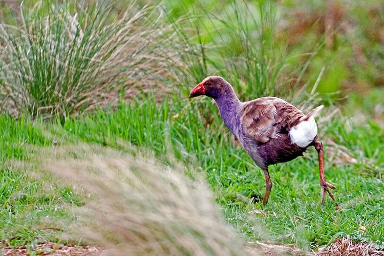 IMAGE: http://i55.photobucket.com/albums/g151/dearis_photos/cinnaminpurpleswamphen.jpg